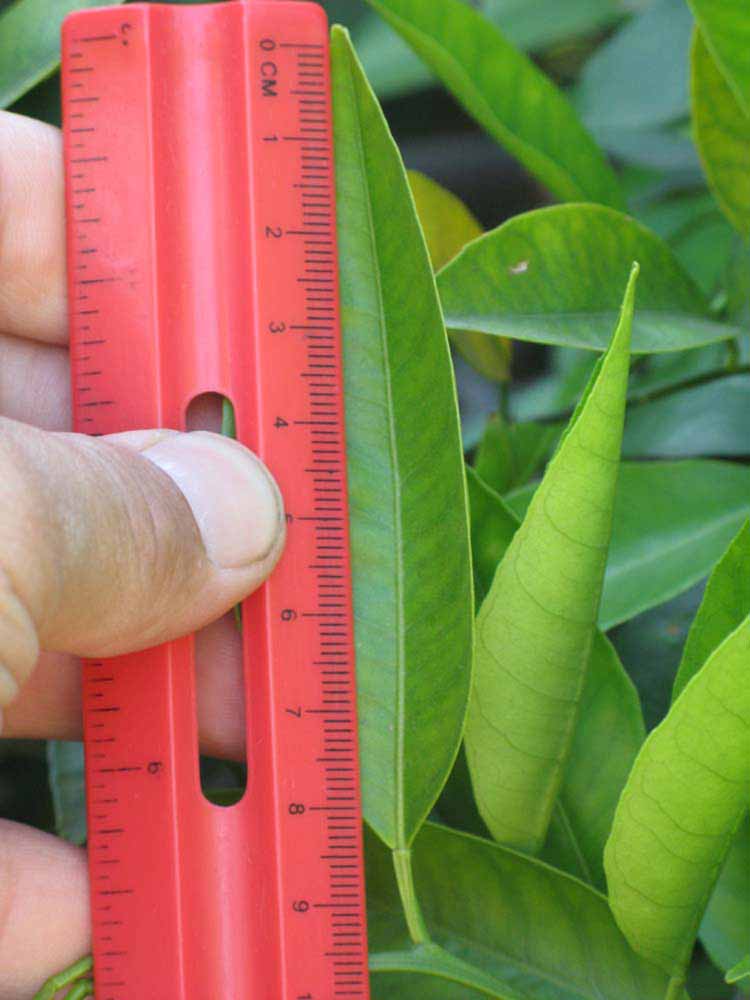              Unifoliolate leaf (Riverside, CA)       